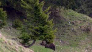 20 anni fa la triste fine dell'orso Bruno, il dibattito resta aperto
