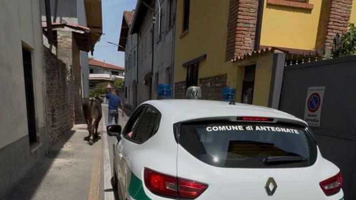 https://storage.ecodibergamo.it/media/photologue/2026/5/19/photos/cache/due-tori-in-fuga-per-le-vie-di-antegnate-animali-messi-in-sicurezza-foto_2c681ad4-5377-11f1-ae0e-72b229a51ad1_1920_1080_v3_large_16_9.jpeg
