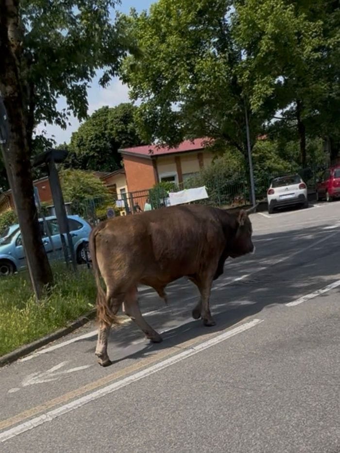 Due tori in fuga per le vie di Antegnate: animali messi in sicurezza - Foto