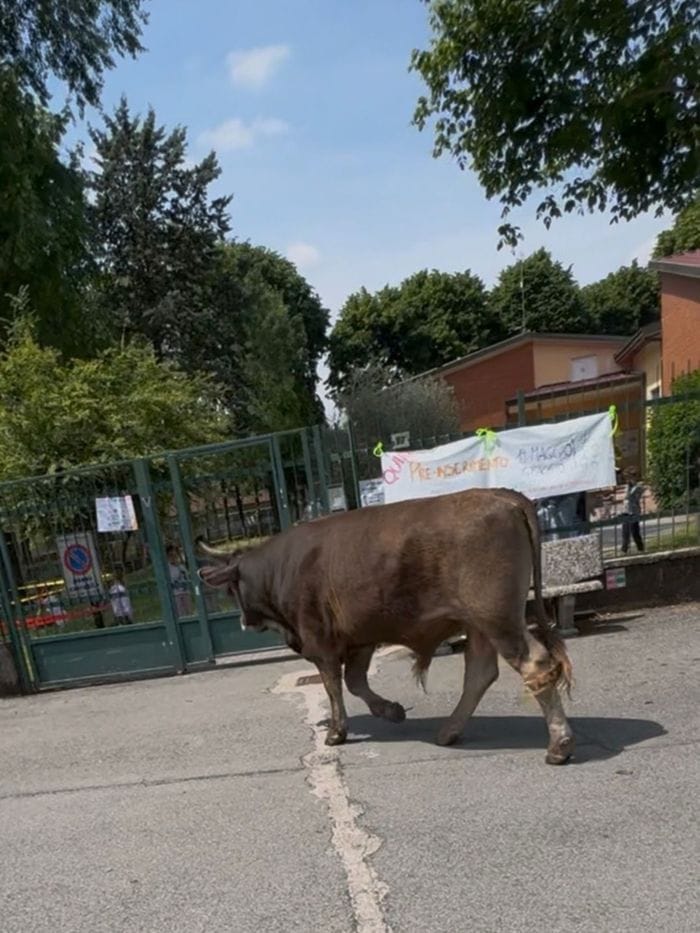 Due tori in fuga per le vie di Antegnate: animali messi in sicurezza - Foto