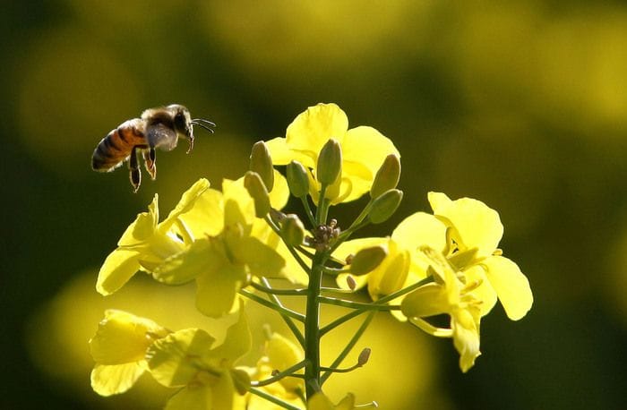 Enea studia biopesticida per contrastare gli insetti nemici delle api