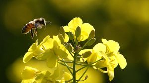 Enea studia biopesticida per contrastare gli insetti nemici delle api