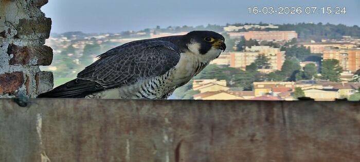 Falchi dell'imperatore a Jesi, sulla torre di Federico II torna un giovane Pellegrino