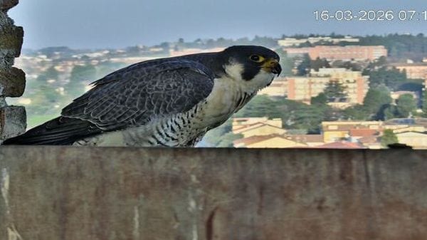 Falchi dell'imperatore a Jesi, sulla torre di Federico II torna un giovane Pellegrino
