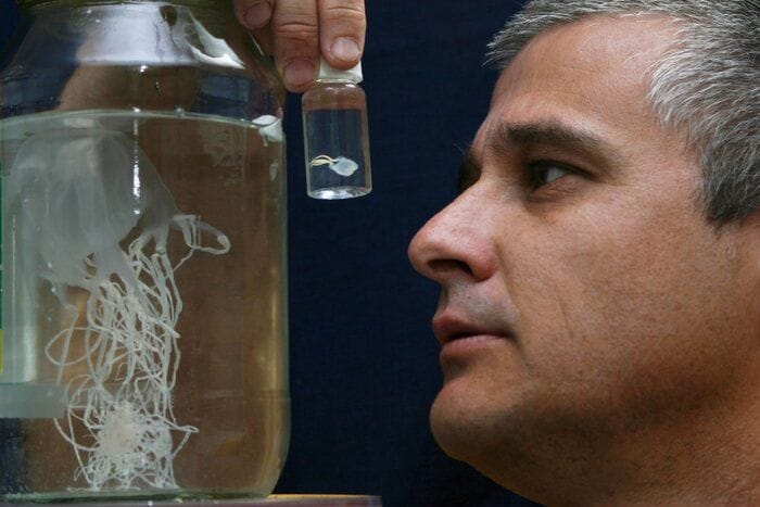 Nuova medusa letale scoperta nelle acque di Singapore