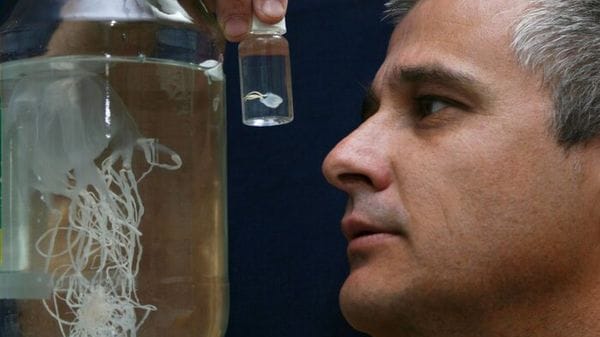Nuova medusa letale scoperta nelle acque di Singapore