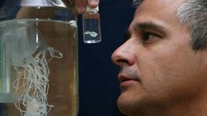 Nuova medusa letale scoperta nelle acque di Singapore