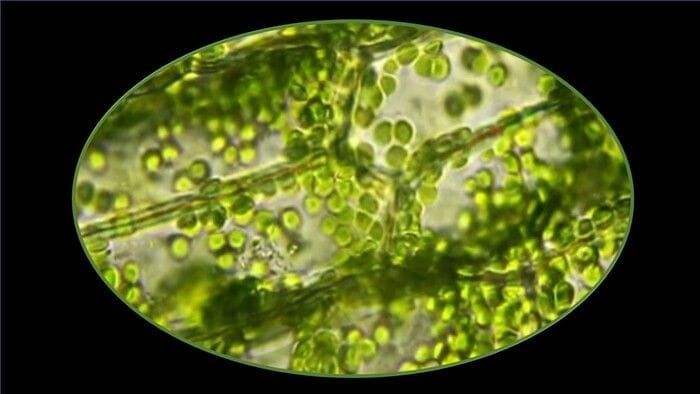 Organelli fotosintetici di spinaci trapiantati in occhi di topo   VIDEO
