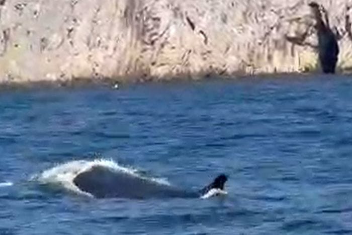 Una balenottera porta l'estate a Capri