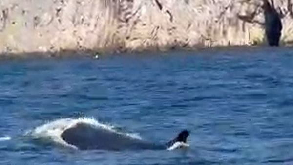 Una balenottera porta l'estate a Capri