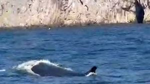 Una balenottera porta l'estate a Capri