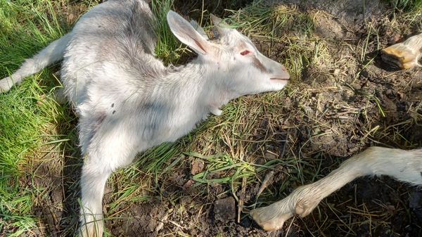 Lupi, nuovo attacco A Vedeseta uccisi   3 capre e un capretto