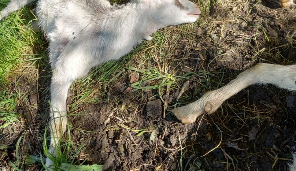 Lupo, nuovi attacchi tra Val Brembana e Taleggio: strage di capre a Vedeseta