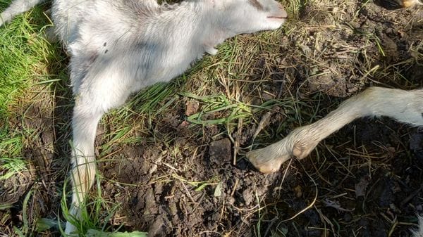 Lupo, nuovi attacchi tra Val Brembana e Taleggio: strage di capre a Vedeseta