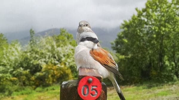Da Sudafrica a Appennino, nel Pistoiese torna stessa coppia di Averla piccola