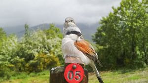 Da Sudafrica a Appennino, nel Pistoiese torna stessa coppia di Averla piccola