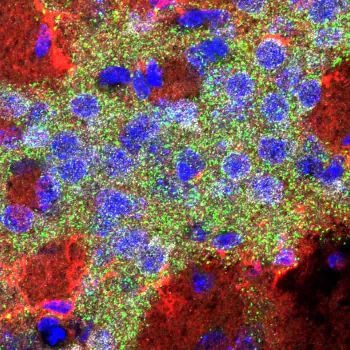 Il linguaggio è plasmato prima che i bambini imparino a parlare 