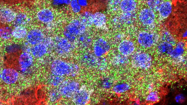 Il linguaggio è plasmato prima che i bambini imparino a parlare 