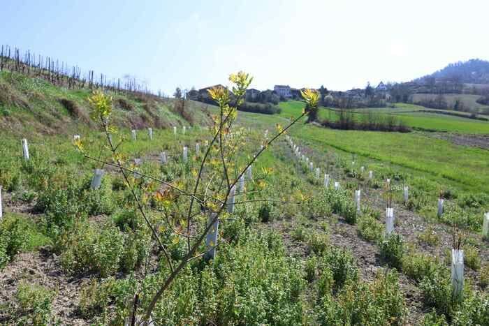 Nasce una Oasi della biodiversità a Pavia