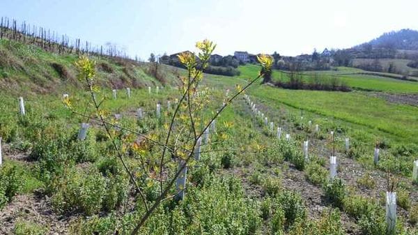 Nasce una Oasi della biodiversità a Pavia