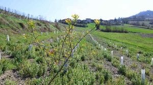 Nasce una Oasi della biodiversità a Pavia