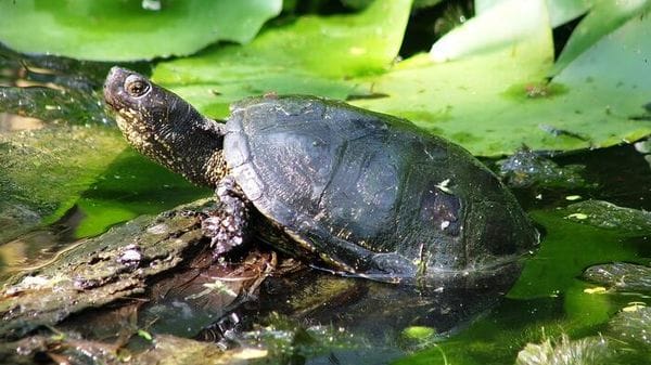Nel Bolognese un maxi centro per salvare la testuggine palustre