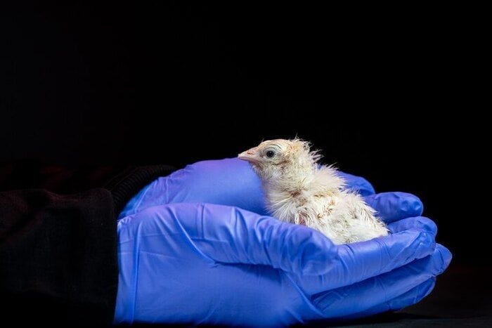 Un uovo artificiale per riportare in vita gli uccelli estinti 