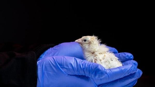 Un uovo artificiale per riportare in vita gli uccelli estinti 