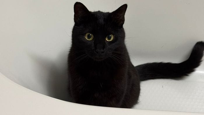 https://storage.ecodibergamo.it/media/photologue/2026/5/21/photos/cache/gatto-ferito-da-un-piombino-ad-arzago-crudelta-denunciamo_448b0c52-5543-11f1-ae0e-72b229a51ad1_1920_1080_v3_large_16_9.jpg