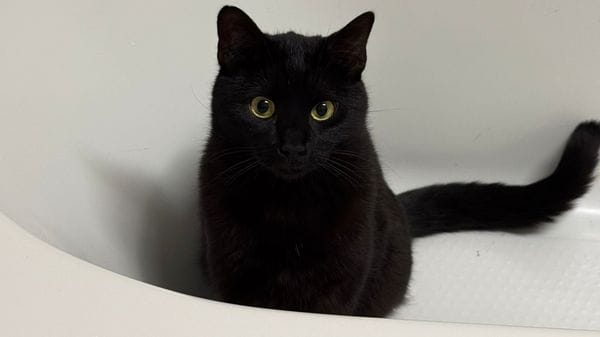 Gatto ferito da un piombino ad Arzago: «Crudeltà, denunciamo»