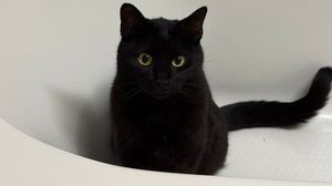 Gatto ferito da un piombino ad Arzago: «Crudeltà, denunciamo»