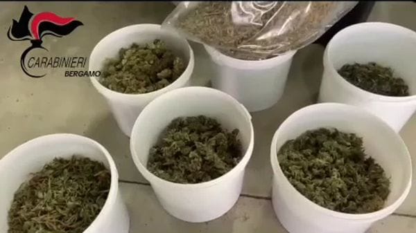 Gazzaniga, scoperta coltivazione indoor di marijuana: arrestato un 43enne
