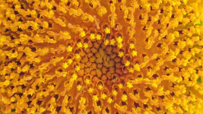 https://storage.ecodibergamo.it/media/photologue/2026/5/21/photos/cache/non-soltanto-pollini-un-vero-incubo-per-milioni-di-italiani_0dce2d84-51d8-11f1-8a17-05a528923769_1920_1080_v3_large_16_9.jpg