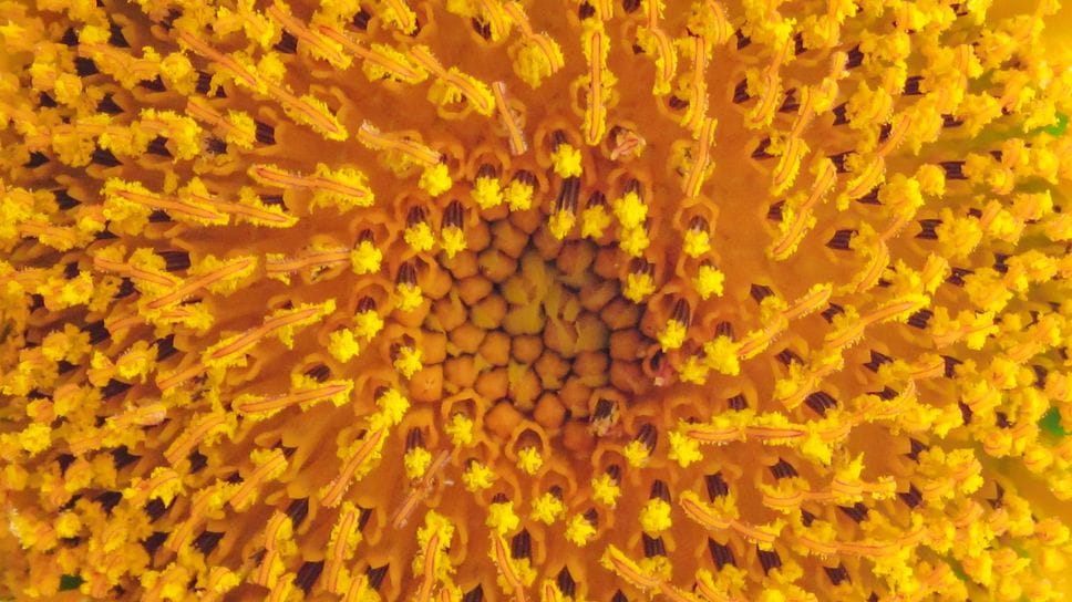 Non soltanto pollini: un vero incubo per milioni di italiani