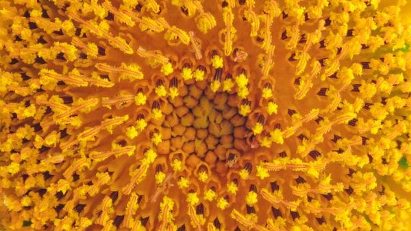 Non soltanto pollini: un vero incubo per milioni di italiani