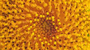 Non soltanto pollini: un vero incubo per milioni di italiani