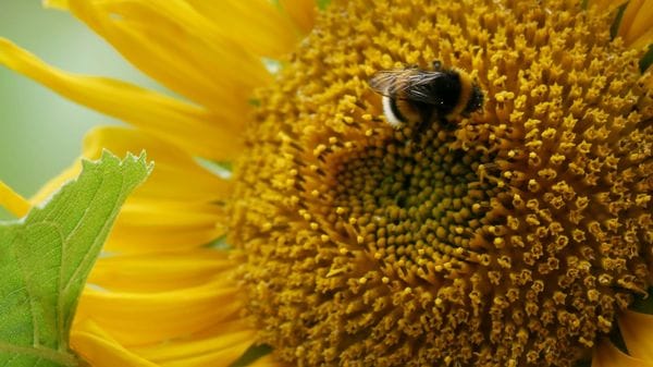 Allergie di stagione, vietato trascurarle: rischio asma o sinusiti