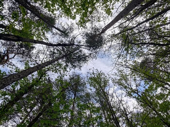 Forestazione urbana, Metrocittà Firenze mette a dimora 35.000 piante