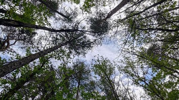 Forestazione urbana, Metrocittà Firenze mette a dimora 35.000 piante