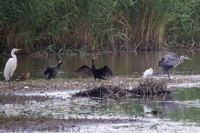 Mase, Italia hot spot biodiversità, 60 mila specie animali, 8.000 piante