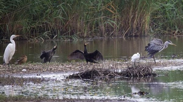 Mase, Italia hot spot biodiversità, 60 mila specie animali, 8.000 piante