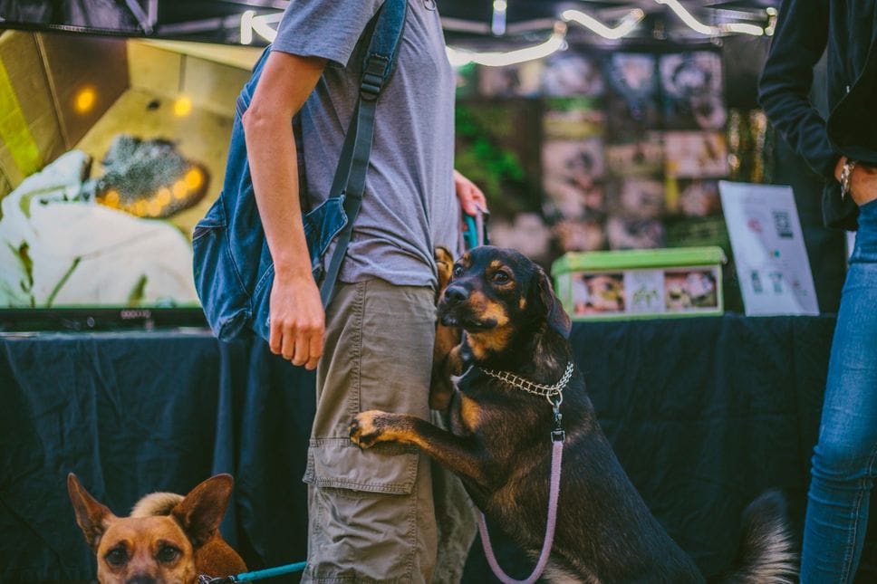 Torna «Col Cavolo»: festival vegan a Daste con market, street food e showcooking