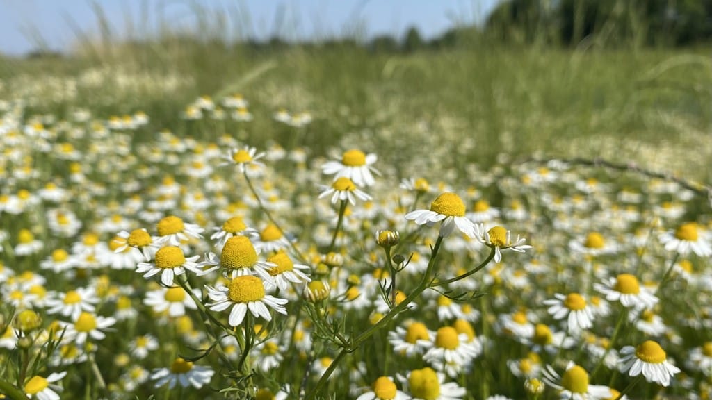 Camomilla di campo