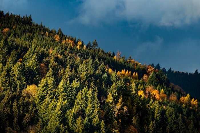 Il cambiamento climatico sta ridisegnando le foreste europee