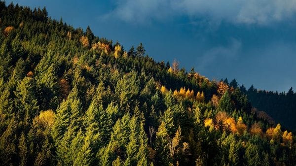Il cambiamento climatico sta ridisegnando le foreste europee