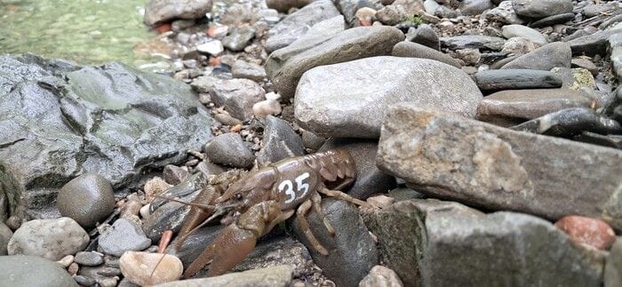Un progetto italo-sloveno per tutelare e difendere il gambero di fiume