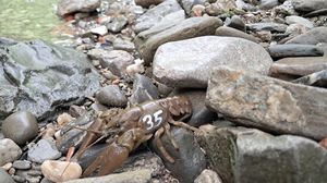 Un progetto italo-sloveno per tutelare e difendere il gambero di fiume