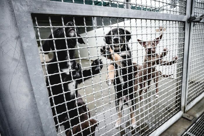 E-R approva risoluzione del centrosinistra che previene le aggressioni canine