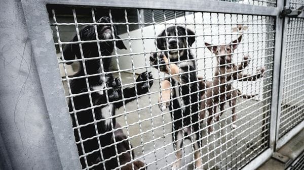 E-R approva risoluzione del centrosinistra che previene le aggressioni canine