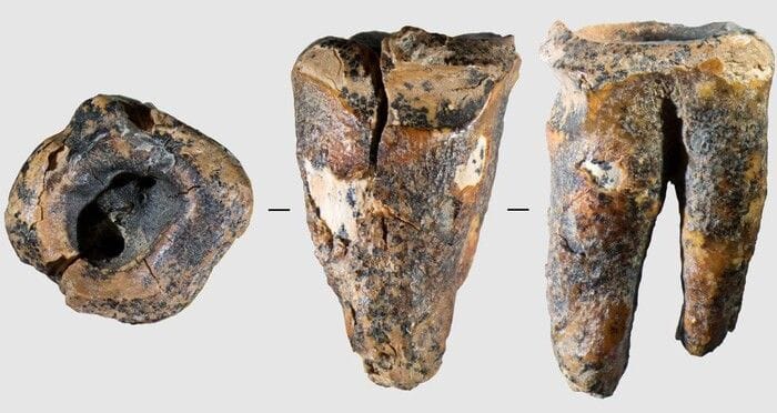 I Neanderthal curavano le carie con trapani di pietra